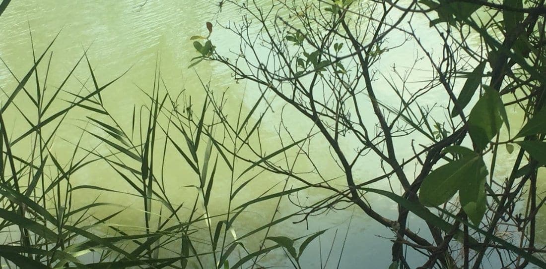 Still green water and soft reeds at the edge of a quiet wetland